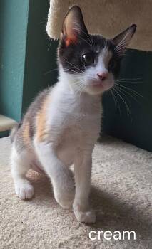 Cream -  Domestic Short Hair Cat for Adoption in Oviedo, Florida - Cream | PetCurious