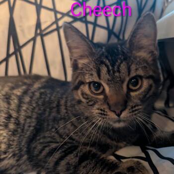Cheech -  Domestic Short Hair Cat for Adoption in Carmel, Indiana - Cheech | PetCurious