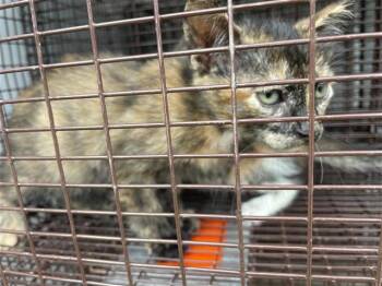 A657940 -  Domestic Short Hair Cat for Adoption in Houston, Texas - A657940 | PetCurious