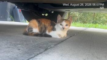 A389037 -  Domestic Short Hair Cat for Adoption in Ocala, Florida - A389037 | PetCurious