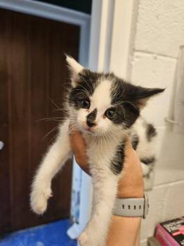Boda -  Domestic Short Hair Cat for Adoption in Johnson City, Tennessee - Boda | PetCurious