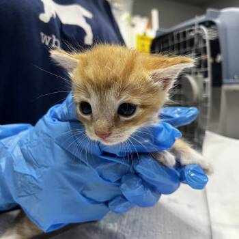 Fanta -  Domestic Short Hair Cat for Adoption in Summerville, South Carolina - Fanta | PetCurious