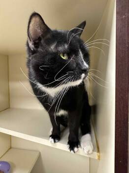 Rescue Tuxedo Cats for Adoption in Myerstown, Pennsylvania - Dusty | PetCurious