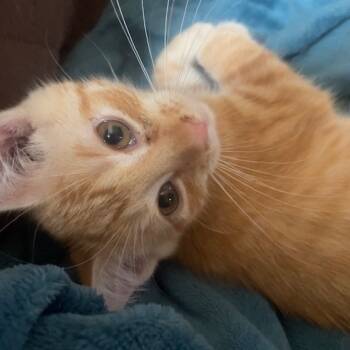 Rescue Domestic Short Hair Cats for Adoption in Lynchburg, Virginia - Cheshire Kitty | PetCurious