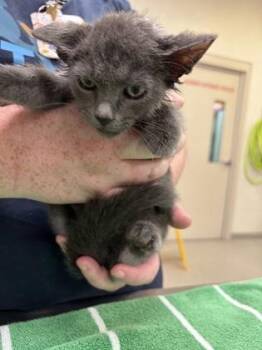 Captain America -  Domestic Short Hair Cat for Adoption in Fishers, Indiana - Captain America | PetCurious