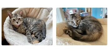 Eve & Ideal -  Domestic Short Hair Cat for Adoption in Wells, Maine - Eve & Ideal | PetCurious