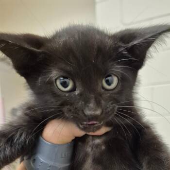 Oak -  Domestic Short Hair Cat for Adoption in Lake Panasoffkee, Florida - Oak | PetCurious