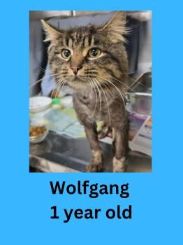 Domestic Long Hair Cats Available for Adoption - Wolfgang | PetCurious