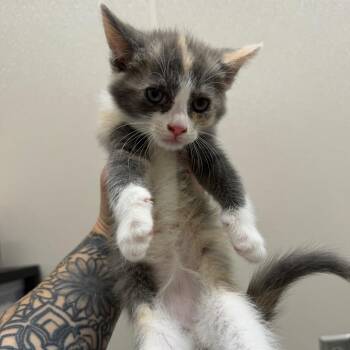 Firecracker -  Domestic Short Hair Cat for Adoption in Morganton, North Carolina - Firecracker | PetCurious