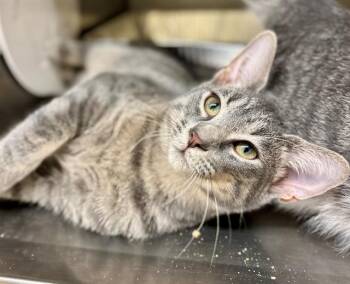 DAPHNE -  Domestic Short Hair Cat for Adoption in York, South Carolina - DAPHNE | PetCurious