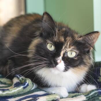 Domestic Medium Hair Cats Available for Adoption in Pontiac, Michigan - Yuki | PetCurious
