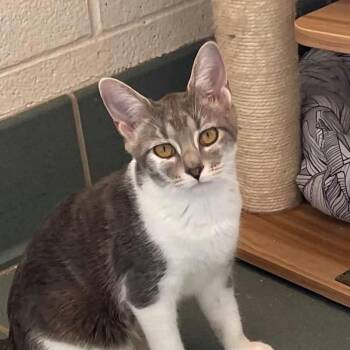 Josie -  Domestic Short Hair Cat for Adoption in Nashville, Tennessee - Josie | PetCurious