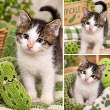 Pickle -  Domestic Short Hair Cat for Adoption in Uniontown, Pennsylvania - Pickle | PetCurious