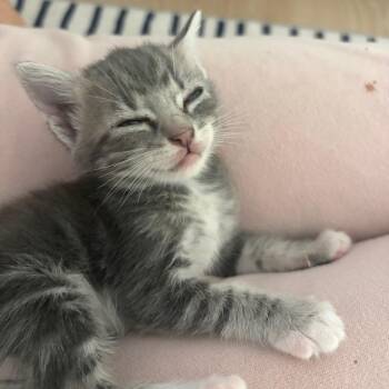 Brian -  Domestic Short Hair Cat for Adoption in Elfin Forest, California - Brian | PetCurious