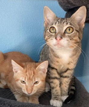 Rescue Domestic Short Hair Cats for Adoption in San Luis Obispo, California - Peaches, Socks & Marbles | PetCurious