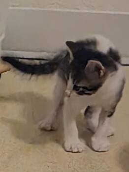 Sam Shamrock -  Domestic Medium Hair and Tabby Cat for Adoption in Chandler, Arizona - Sam Shamrock | PetCurious