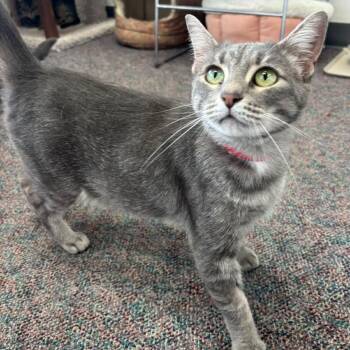 Alice -  Domestic Short Hair Cat for Adoption in Buffalo, New York - Alice | PetCurious