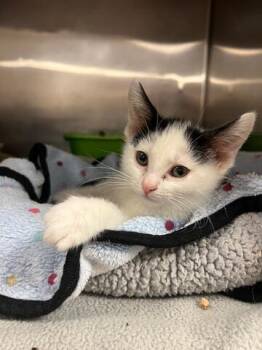 Domestic Short Hair Cats Available for Adoption in Chambersburg, Pennsylvania - Sharpie | PetCurious