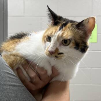 Domestic Short Hair Cats Available for Adoption in Lufkin, Texas - Esmerelda | PetCurious