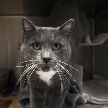 Rescue Domestic Short Hair Cats for Adoption in Goleta, California - Stanley | PetCurious