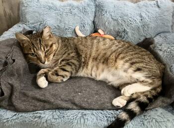 Doris -  Tabby and Domestic Short Hair Cat for Adoption in Dublin, Ohio - Doris | PetCurious
