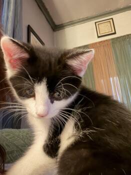 Sassy Sis -  Domestic Short Hair Cat Available for Adoption in Bethel Park, Pennsylvania - Sassy Sis | PetCurious