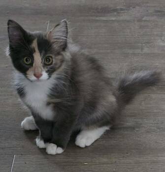 Sophia -  Domestic Medium Hair Cat for Adoption - Sophia | PetCurious