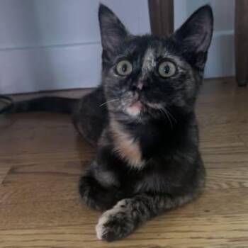 Cha Cha - Mild CH -  Domestic Short Hair Cat for Adoption in Clayton, California - Cha Cha - Mild CH | PetCurious