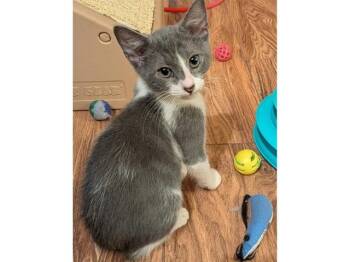 BYLER -  Domestic Short Hair Cat for Adoption in Fort Wayne, Indiana - BYLER | PetCurious