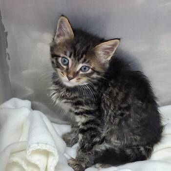Lieapol -  Domestic Medium Hair Cat for Adoption in Birmingham, Alabama - Lieapol | PetCurious