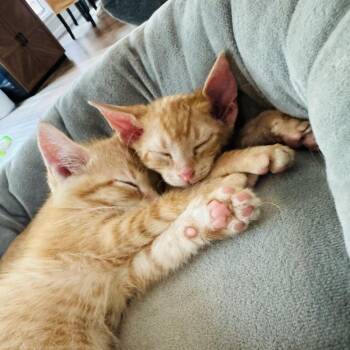 Tango and Sunny -  Domestic Short Hair Cat for Adoption in Fort Worth, Texas - Tango And Sunny | PetCurious