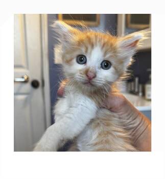 Domestic Short Hair Cats Available for Adoption - Roo | PetCurious