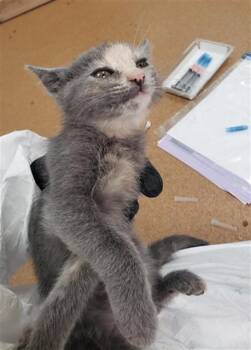 STRAT -  Domestic Short Hair Cat for Adoption in Omaha, Nebraska - STRAT | PetCurious