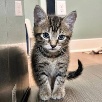 Domestic Short Hair Cats Available for Adoption in Tampa, Florida - Estelle | PetCurious