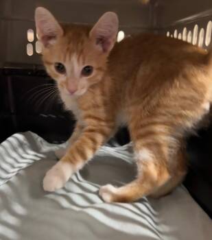 Picodon 2 -  Domestic Short Hair Cat for Adoption in Fort Lupton, Colorado - Picodon 2 | PetCurious