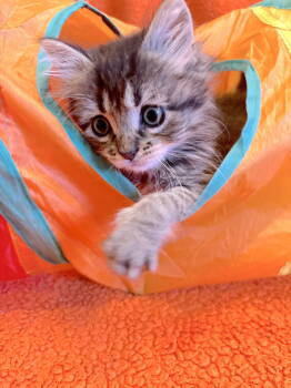 Rescue Domestic Medium Hair Cats for Adoption in Fremont, California - Malo | PetCurious