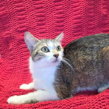 Mama Merica -  Domestic Short Hair Cat for Adoption in Mt. Juliet, Tennessee - Mama Merica | PetCurious