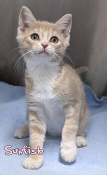 Sunfish -  Domestic Short Hair Cat for Adoption in Mason, Michigan - Sunfish | PetCurious