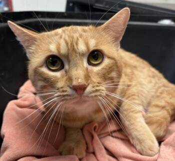 Domestic Short Hair Cats Available for Adoption in Fairfax, Virginia - Omalie (& Sushi) | PetCurious