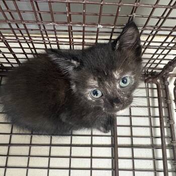 Chili -  Domestic Medium Hair Cat for Adoption in Lufkin, Texas - Chili | PetCurious