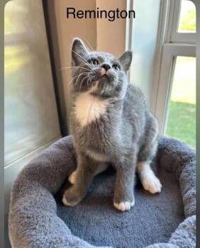 Remington -  Domestic Short Hair Cat for Adoption in Cromwell, Kentucky - Remington | PetCurious