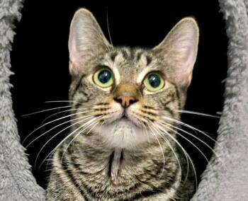 Figgy (AO36832) -  Domestic Short Hair Cat for Adoption in Kansas City, Kansas - Figgy (AO36832) | PetCurious