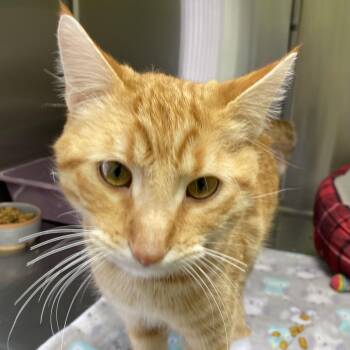 Domestic Short Hair Cats Available for Adoption in Choteau, Montana - George | PetCurious