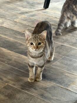 Rescue Domestic Short Hair Cats for Adoption in Lancaster, Kentucky - Margo | PetCurious