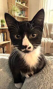 Walter -  Tuxedo Cat for Adoption in Fort Myers, Florida - Walter | PetCurious