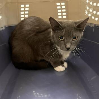 Porcini -  Domestic Short Hair Cat for Adoption in Brentwood, Missouri - Porcini | PetCurious