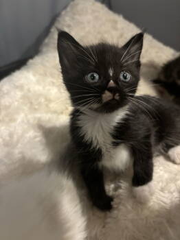Rescue Domestic Short Hair Cats for Adoption in Camden, South Carolina - Zellige (Available For Pre-adoption) | PetCurious