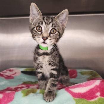 Cheesecake -  Domestic Short Hair Cat for Adoption in Fort Wayne, Indiana - Cheesecake | PetCurious