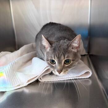 Link -  Domestic Short Hair Cat for Adoption in Council Bluffs, Iowa - Link | PetCurious