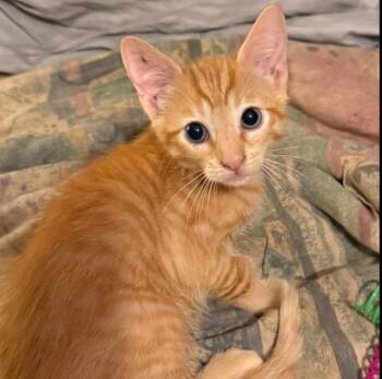 Domestic Short Hair Cats Available for Adoption in Safety Harbor, Florida - Redd | PetCurious